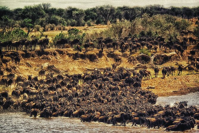 3 Days Masai Mara Group Joining Safari - Why two nights in the Masai Mara make sense