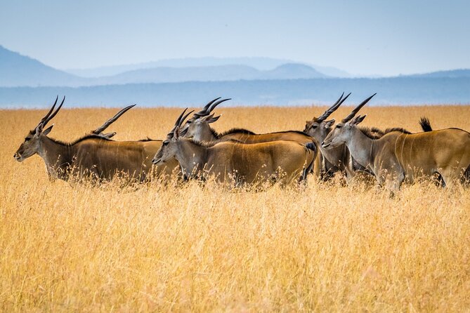 3 Days Masai Mara Group Joining Safari - The Mara River and migration timing