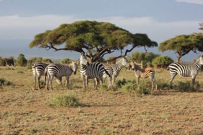 3 Days Masai Mara Group Joining Safari - Setting out from Nairobi at 7:30 am