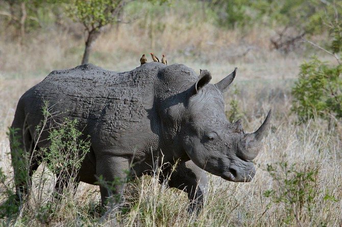 3 Days Masai Mara Joining Tour - What $750 buys you from Nairobi