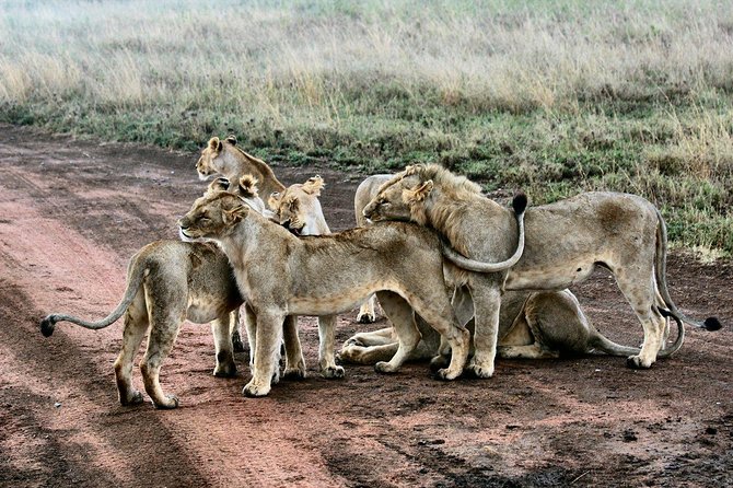 3 Days Masai Mara Joining Tour - The food, lodge, and shared-vehicle tradeoff