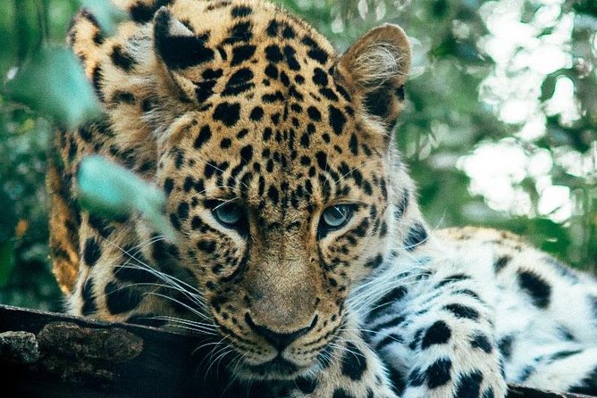 3 Days Masai Mara Joining Tour - What makes the guide important