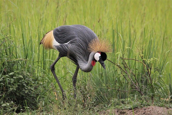 3 Days Masai Mara Joining Tour - Returning to Nairobi on day three