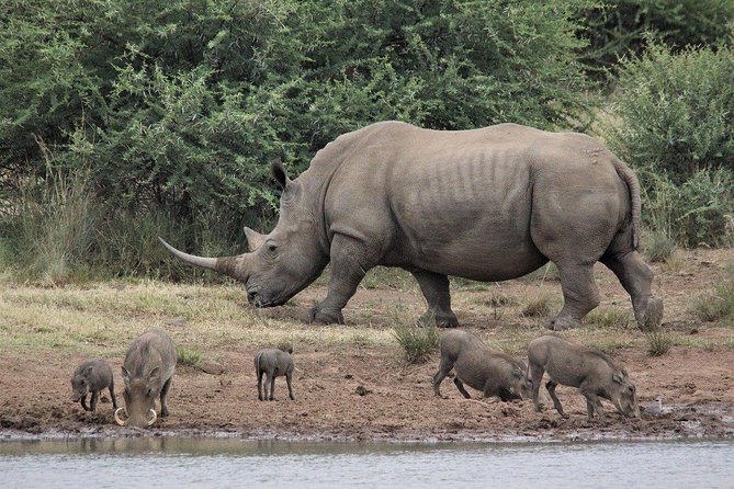 3 Days Masai Mara Joining Tour - The first afternoon among Mara wildlife