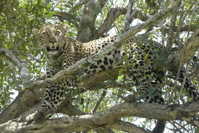 3 Days Masai Mara Luxury Safari - Day 1: Nairobi, the Rift Valley, and the first afternoon drive