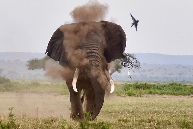 3 Days Masai Mara Luxury Safari - Day 2: The full-day search for wildlife