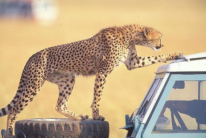 3 Days Masai Mara National Reserve Safari - Why three days is a sensible first safari