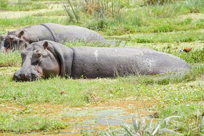3 Days Masai Mara National Reserve Safari - Day 3: An early start for hunting cats