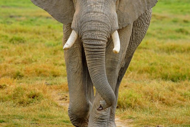 3 Days Masai Mara National Reserve Safari - What the private format changes