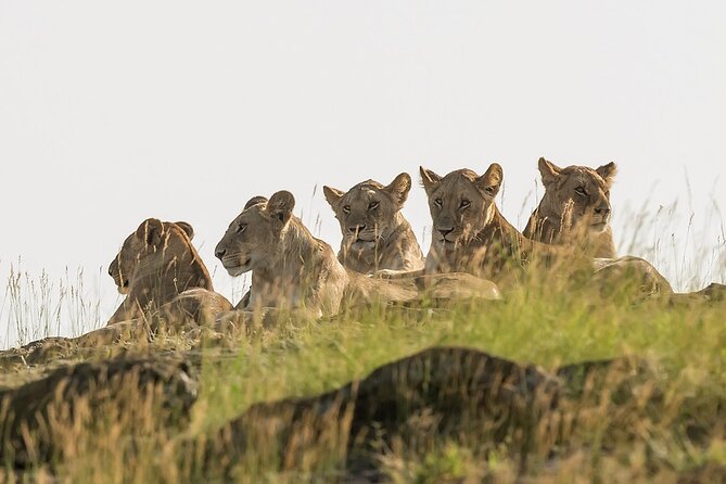 3 days Masai Mara on Private 4x4 Land Cruiser - Day 2: Eight hours among lions, elephants, and acacia trees
