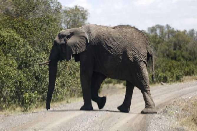 3 Days Masai Mara Private Safari at Sopa Lodge from Nairobi - The Nairobi pickup and Rift Valley viewpoint