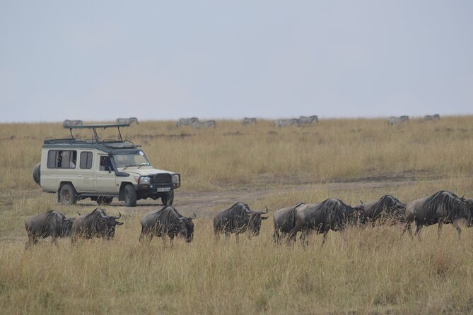3-Days Masai Mara Rhythms Safari - Day two on the Mara plains