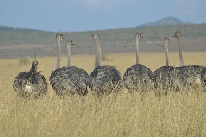 3-Days Masai Mara Rhythms Safari - The guide service and comfort level