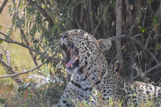 3-Days Masai Mara Rhythms Safari - Booking details worth checking first