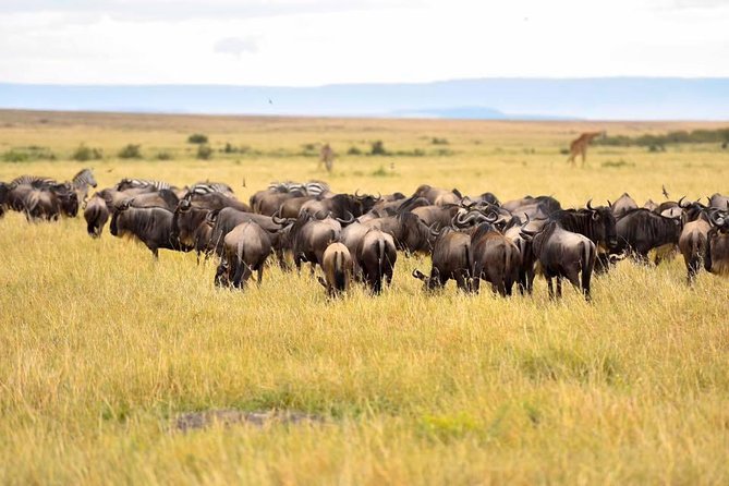 3 Days Masai Mara Safari - Why three days works well for the Masai Mara