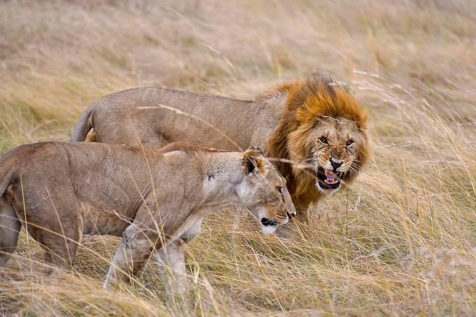 3 Days Masai Mara Safari - The Maasai manyatta option