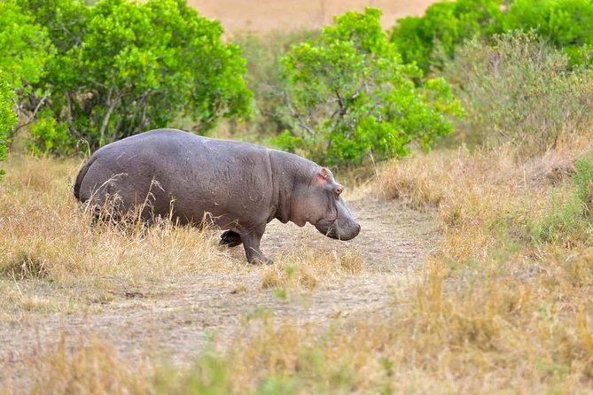 3 Days Masai Mara Safari - Practical comfort and packing advice