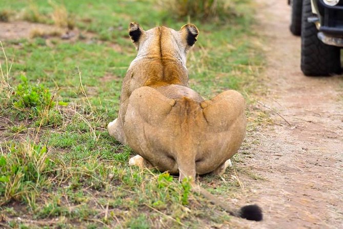3 Days Masai Mara Safari - What the experience does especially well