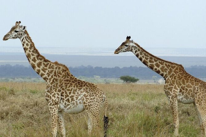3 days masai mara safari from Nairobi - Two nights in a tented camp, with practical limits