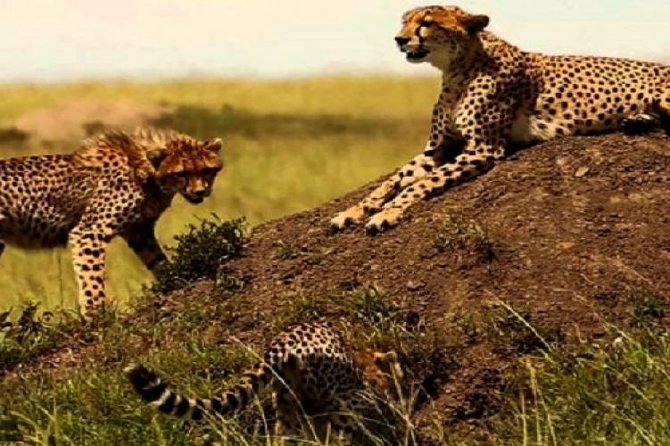 3 days masai mara safari from Nairobi - Is $600 good value for three days?