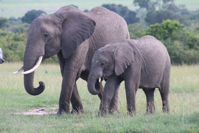 3 days masai mara safari from Nairobi - A full day in Maasai Mara gives you the best wildlife time