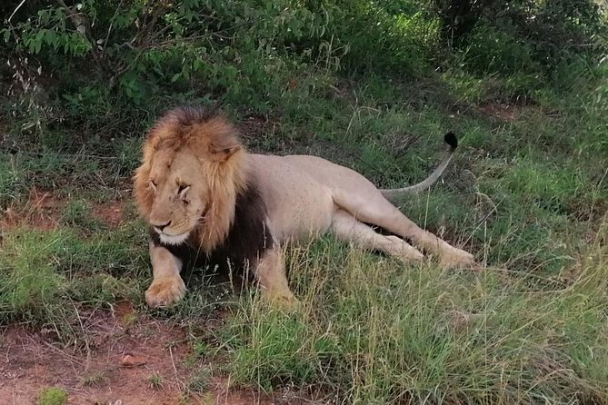 3 Days Masai Mara Safari Group Joining (Daily Departures) - Day three: breakfast, a final cultural stop, and Nairobi