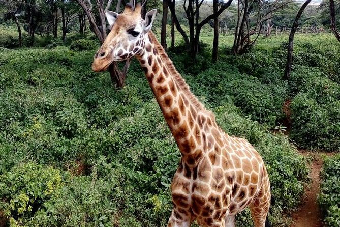 3 Days Masai Mara Safari Group Joining (Daily Departures) - Why the seven-person limit matters