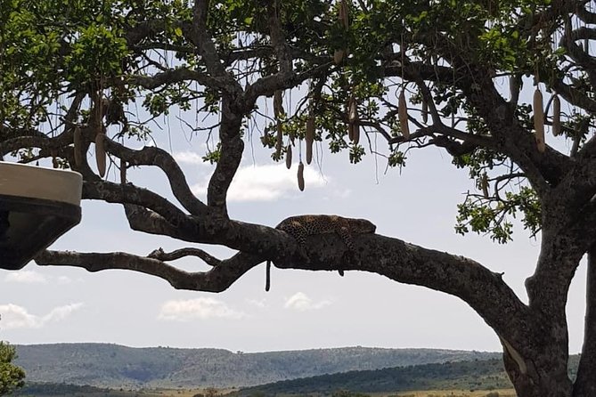 3 Days Masai Mara Safari Group Joining (Daily Departures) - Is $642.86 a fair price?