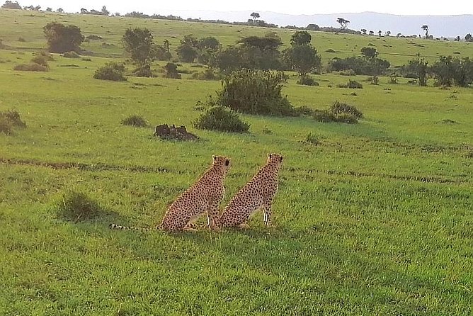 3 Days Masai Mara Safari Group Joining (Daily Departures) - Who should book this Masai Mara trip?