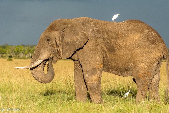 3 Days Masai Mara Tented Camp & Transport 4 x 4 Jeep - Key points at a glance