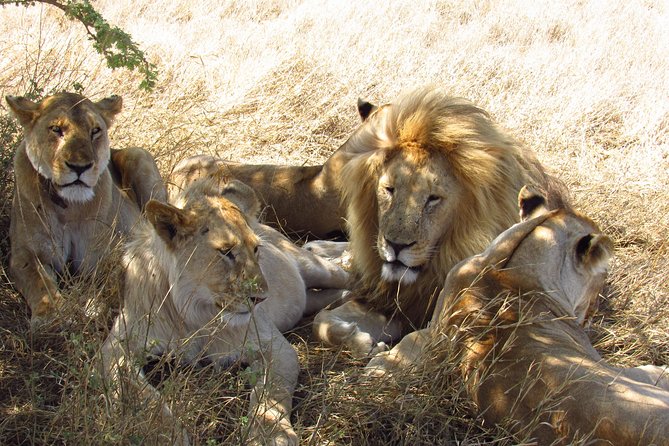 3 Days Masai Mara Tented Camp & Transport 4 x 4 Jeep - The tented camp and included meals