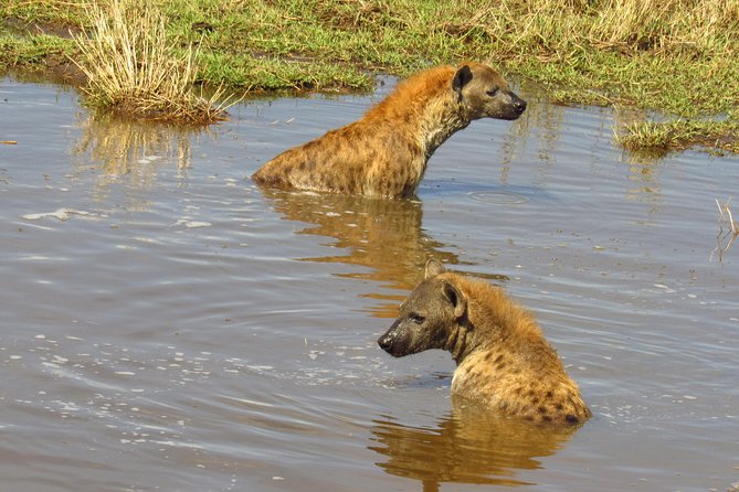 3 Days Masai Mara Tented Camp & Transport 4 x 4 Jeep - How the price compares with the time you get