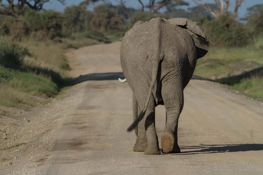 3 Days Nairobi to Amboseli to Tsavo East to Mombasa Safari - Key points at a glance