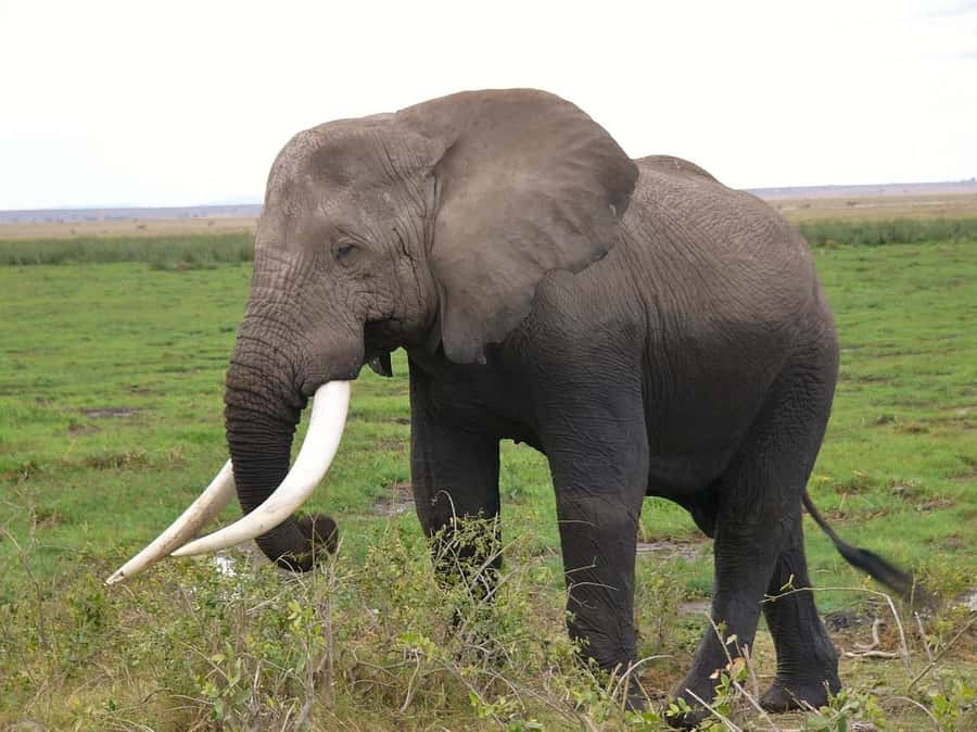 3 Days Nairobi to Amboseli to Tsavo East to Mombasa Safari - Why this Nairobi to Mombasa route works
