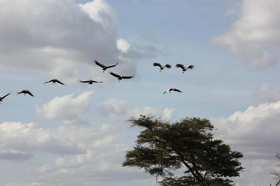 3 Days Nairobi to Amboseli to Tsavo East to Mombasa Safari - Day 3: A final game drive before Mombasa