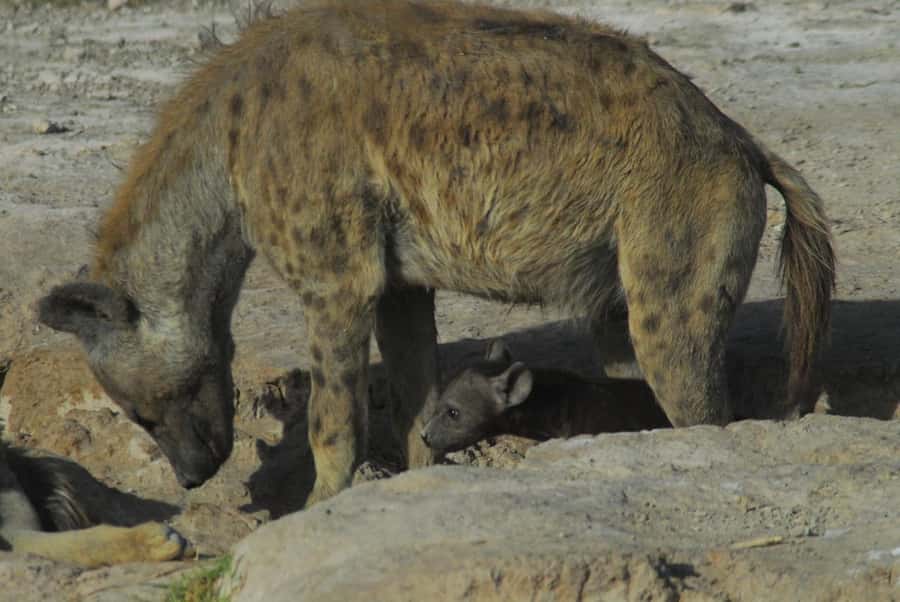 3 Days Nairobi to Amboseli to Tsavo East to Mombasa Safari - The accommodation and food arrangement