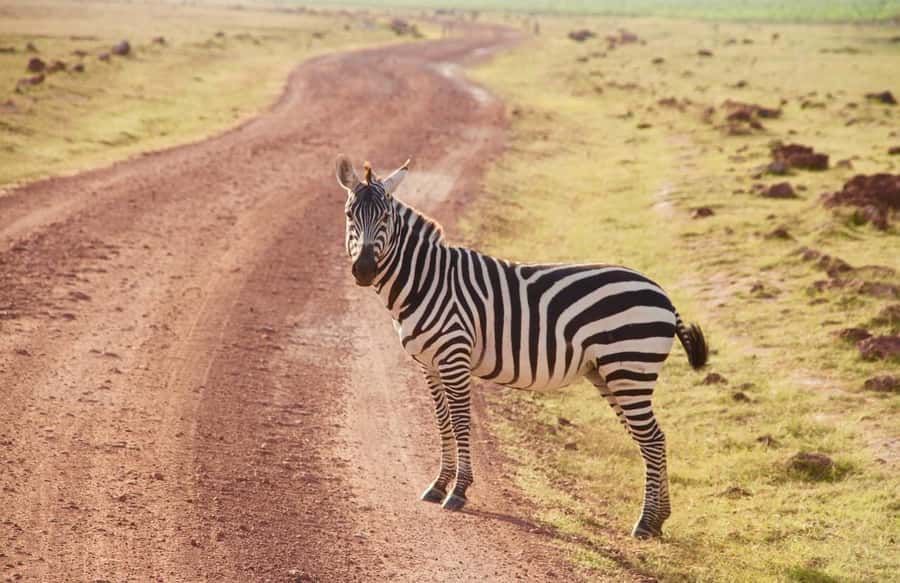3 Days Nairobi to Amboseli to Tsavo East to Mombasa Safari - Booking details worth checking