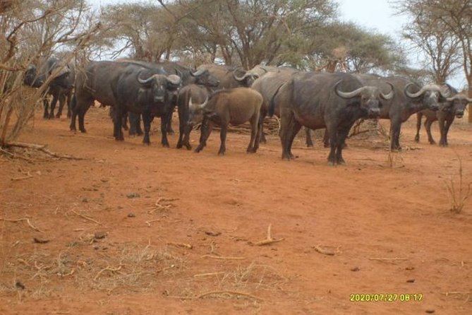 3 days Red elephant safari - Day three: an early drive and the return to Diani