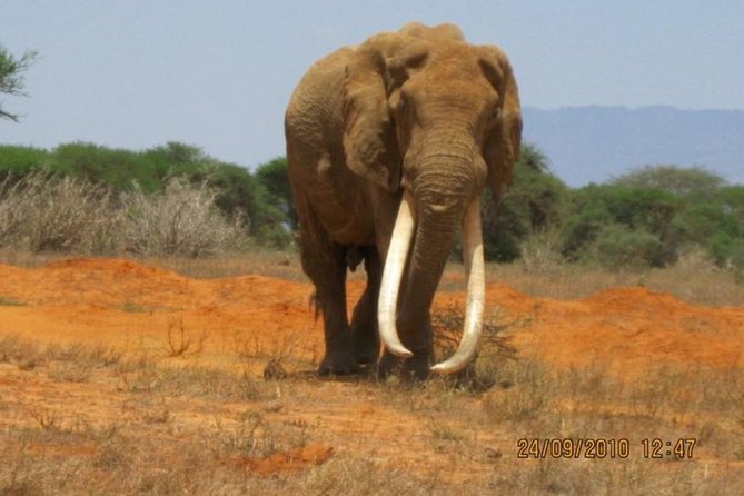 3 days Red elephant safari - Guides, driving, and the private format