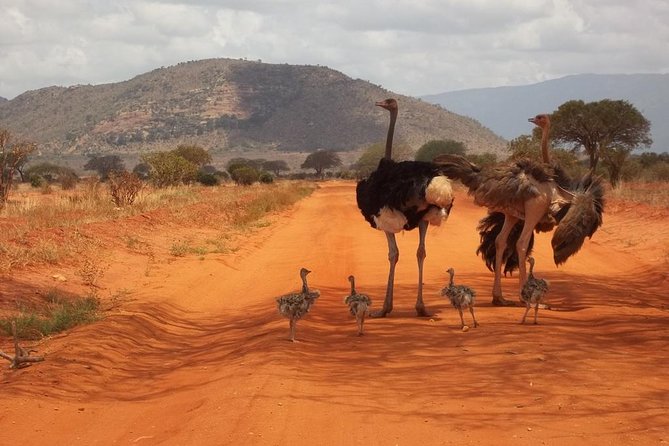 3 days Red elephant safari - Who will get the most from this safari