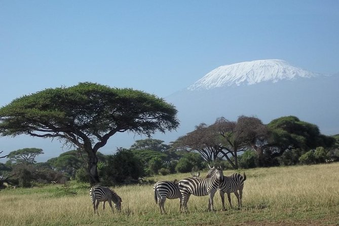 3 days Red elephant safari - Day two: a game drive, then the Taita Hills