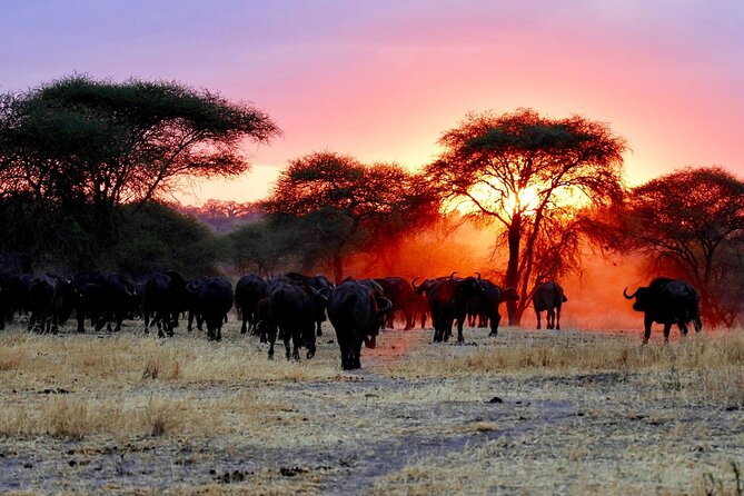 3 Days Safari Tour in Maasai Mara - Day 1: First wildlife sightings after lunch