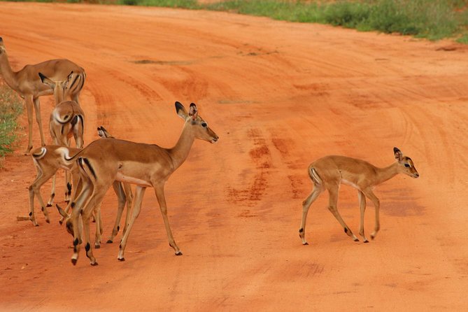 3 Days safari Tsavo East and Amboseli national park. - Key points at a glance