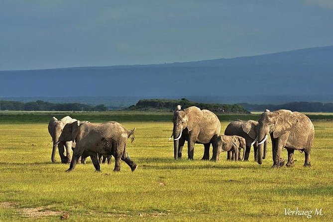 3 Days safari Tsavo East and Amboseli national park. - Amboseli after 4 PM: elephants and the mountain