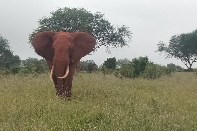 3 Days safari Tsavo East and Amboseli national park. - Day 3: one last drive before returning to the coast