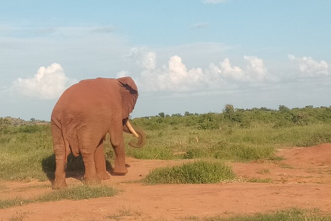 3 Days safari Tsavo East and Amboseli national park. - Guides, language, and the value of private travel