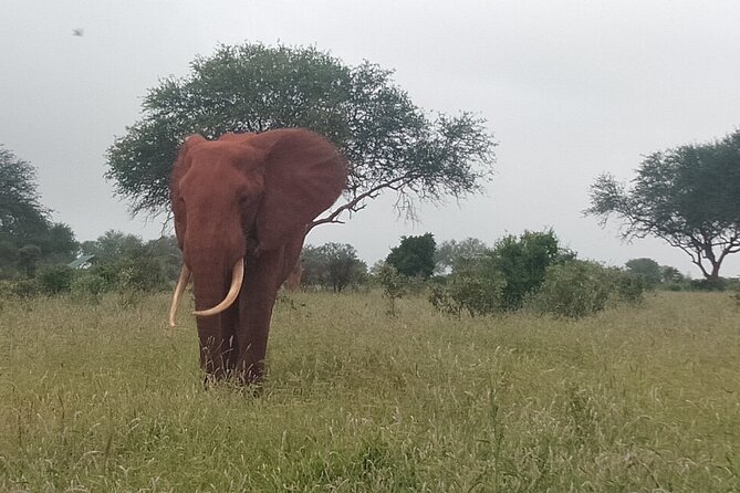 3 Days safari Tsavo East and Amboseli national park. - What $1,000 per person buys you