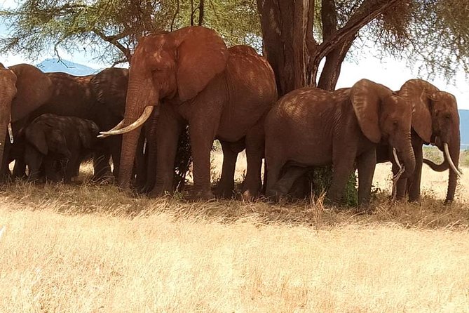 3 days safari Tsavo East and Taita hills (Saltlick lodge) - Why this three-day safari works from Mombasa