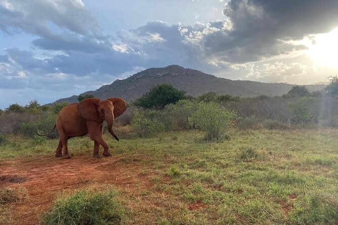3 days safari Tsavo East and Taita hills (Saltlick lodge) - Taita Hills Wildlife Sanctuary and the Salt Lick night