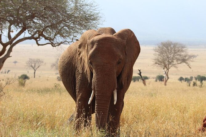 3 days safari Tsavo East and Taita hills (Saltlick lodge) - Day three: morning game drive and the road back